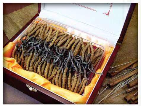 净潭乡冬虫夏草回收